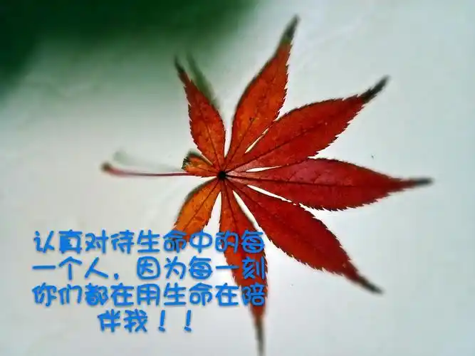 如果你们喜欢散漫,我会让你们随风而去,不属于我世界的东西,我会一一