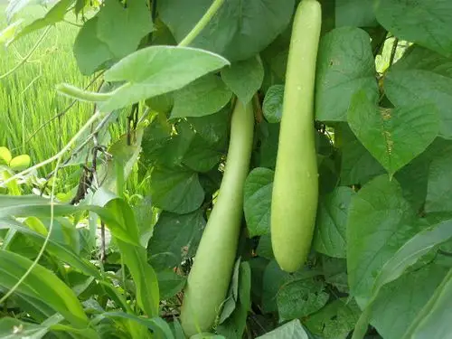 曹氏祖传膏药(百年泉城脊柱医堂)