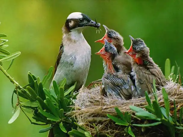 高清精美图片:动物的母爱情深