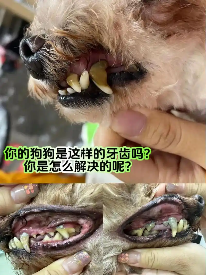 狗狗的牙齿一定要重视哦!狗狗一定要清洁牙齿,如果不好好爱护, - 抖音