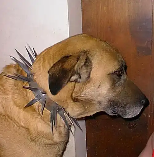 草原猛犬为啥都带刺项圈,不是为美观,而是为保命,对付狼最有效