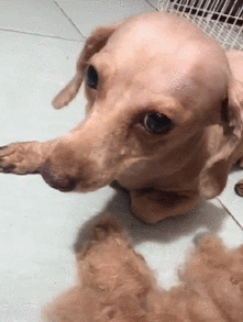 主人给泰迪剃毛每次都会做个同款狗网友们纷纷点赞