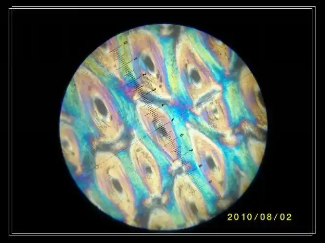 1234567891011制成的光片在偏光显微镜下的显微结构图形双鹤渔翁犀角