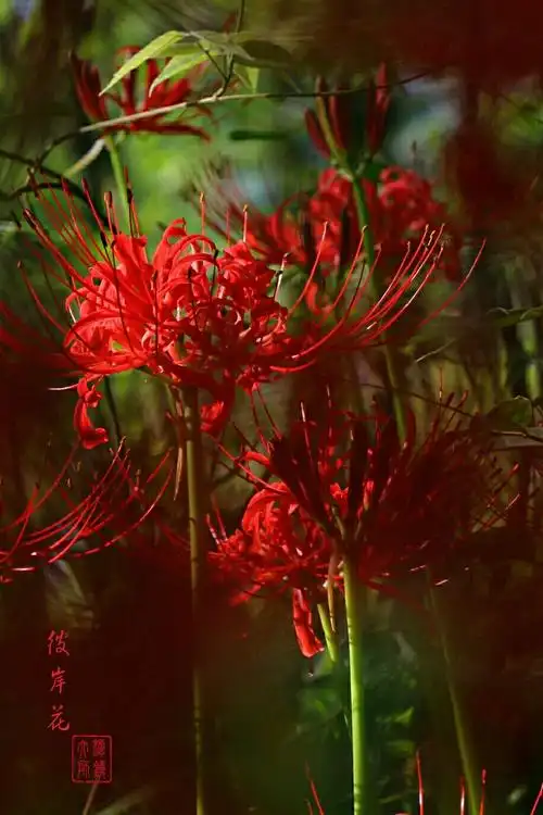 "彼岸花"在传说中一般认为是生长在奈何桥边的接引之花,花香有魔力,能