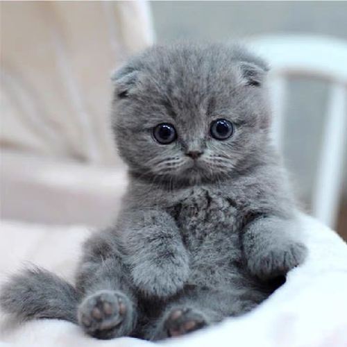 纯种矮脚蓝猫 英短蓝猫 折耳蓝猫 美短猫短毛猫咪家养宠物幼崽