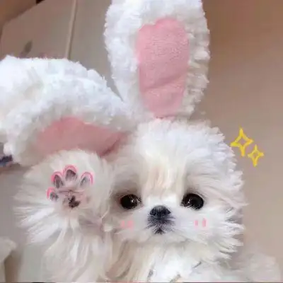 谁会不喜欢小狗狗啊!_微信头像_我要个性网