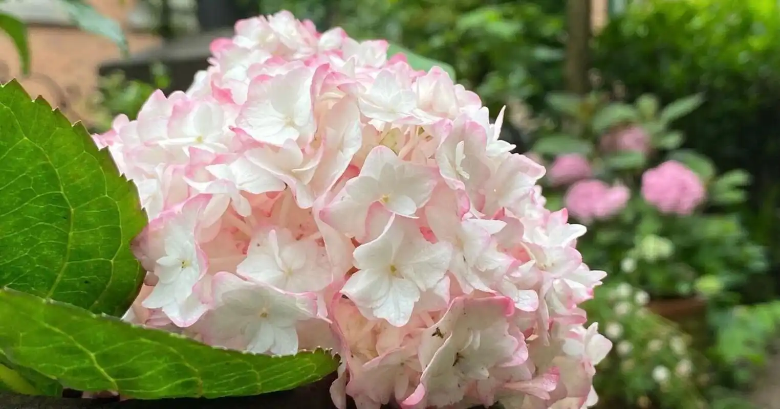 栎叶绣球"红宝石拖鞋" 变色品种栎叶绣球"红宝石拖鞋" 拥有硕大的花序