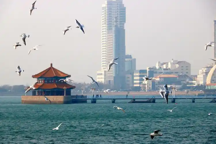 青岛栈桥阳光下的海鸥