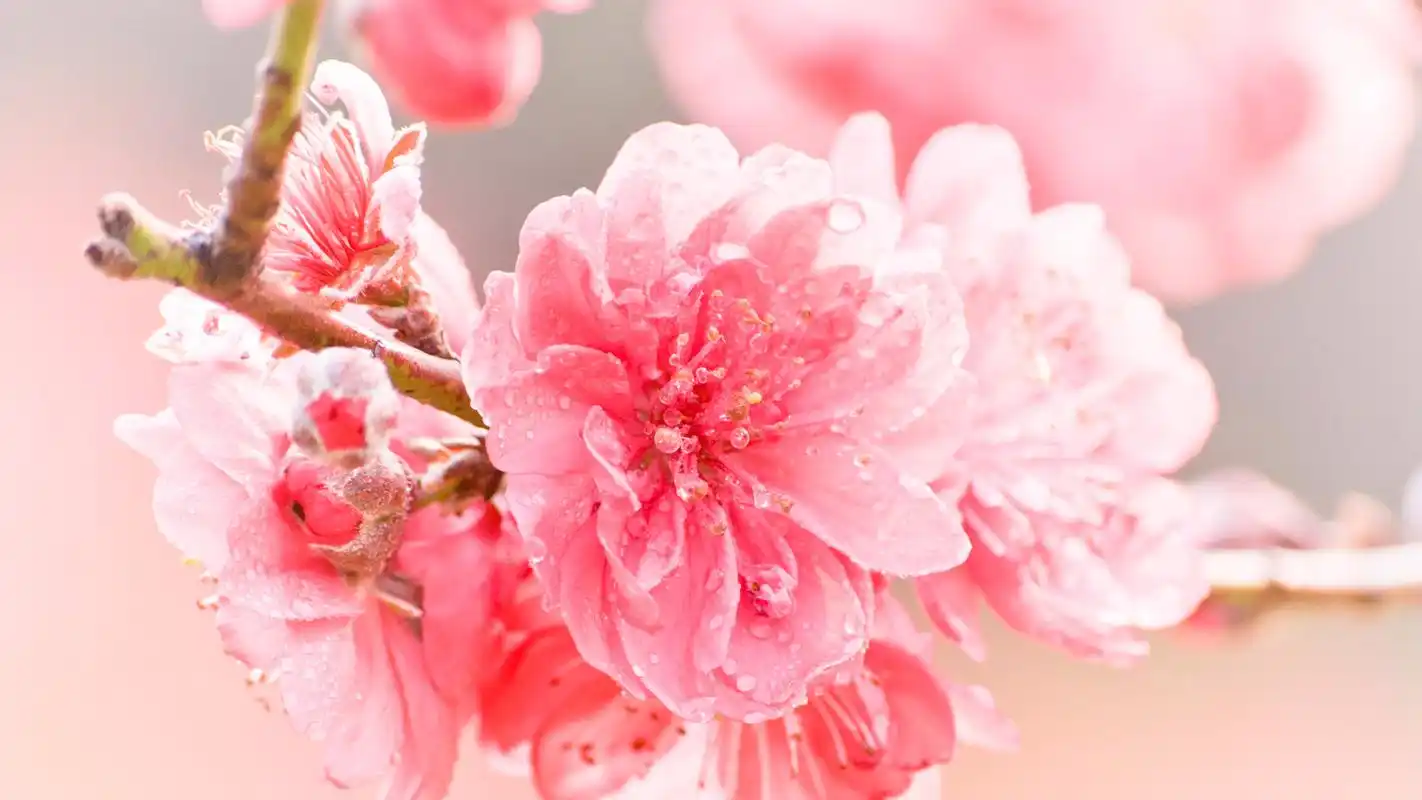 初春唯美粉色桃花高清风景壁纸