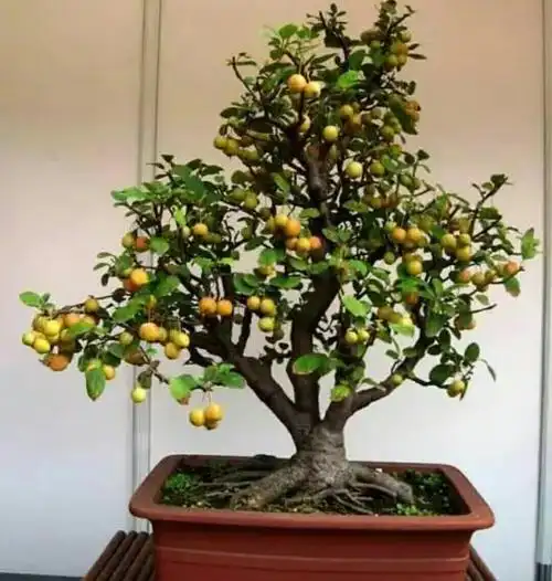 冬红果海棠盆景的养殖方法(冬红果海棠怎么养)-百科学社