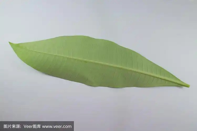 叶子,木棉树,分离着色,绿色,自然