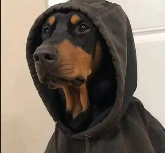 川红狗狗这气质,挠挠的 - 宠物壁纸头像集锦 - 图虫