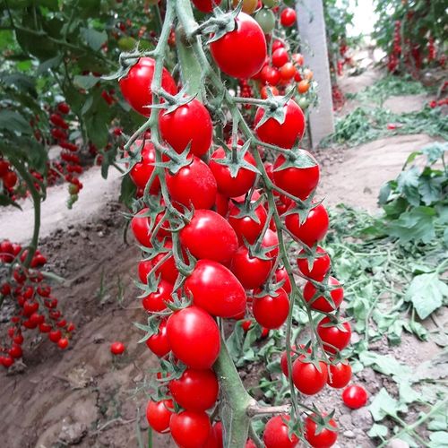 寿禾种业圣女果种子种籽苗番茄小西红柿四季孑菜苗秧秧苗蕃茄苗树