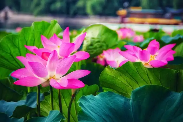 鲜艳的荷花,开着美丽的花朵!