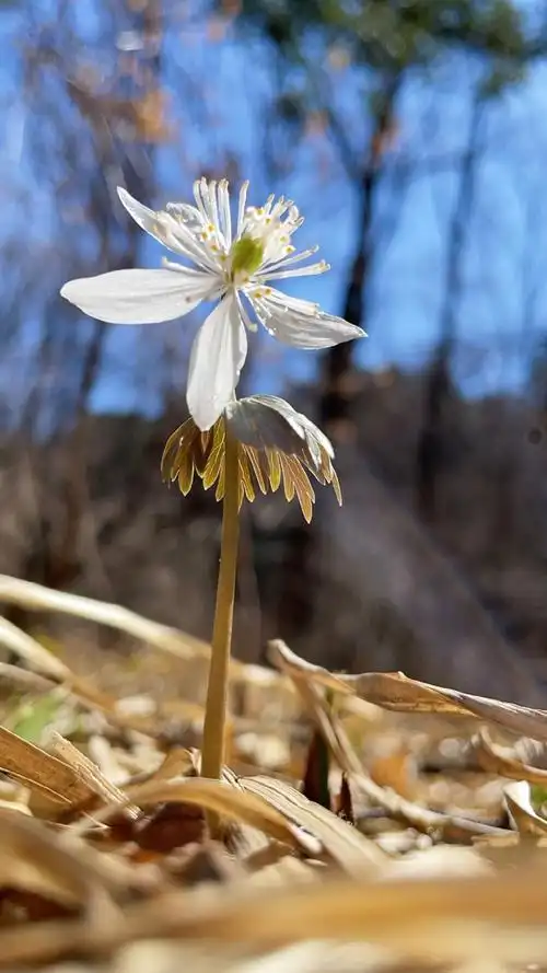 你见过白色冰凌花吗?