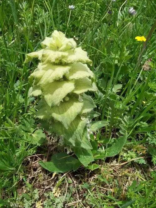 青海互助南门峡国家湿地公园植物白苞筋骨草