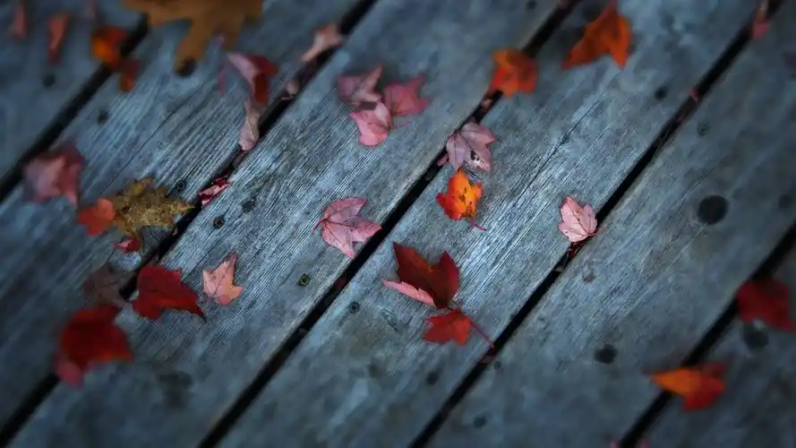 秋天枫叶5k图片,4k高清风景图片,娟娟壁纸