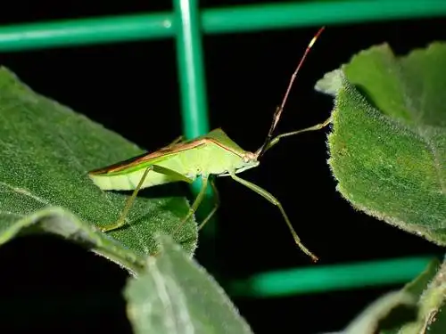 虫一只有棱角的蝽