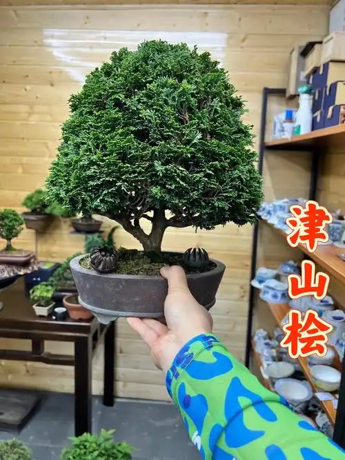 津山桧盆景进口精品盆景