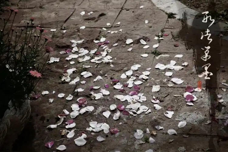 若是能读懂那一瓣落花