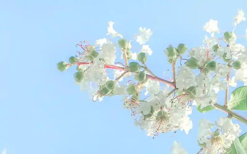 小清新花卉与天空桌面壁纸