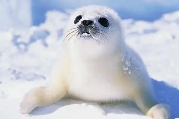 世界上十大最可爱的海洋生物 海獭上榜,第一主要生活在极地地区_动物