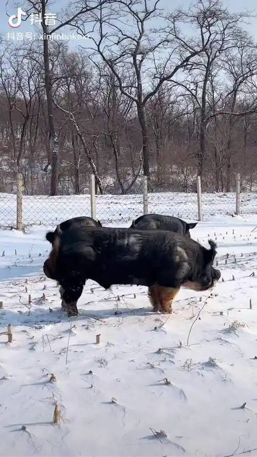 猪中贵族巴克夏猪王霸气出场