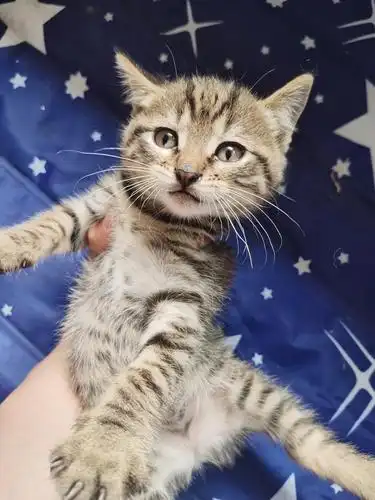 蓝白串串找家长啦