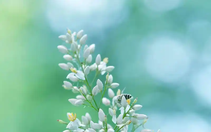 清新淡雅南天竹图片桌面壁纸