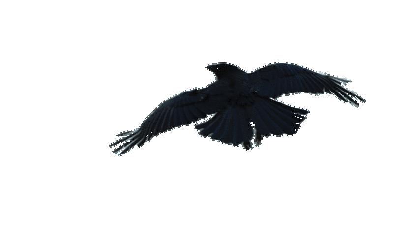 求乌鸦飞过素材,会声会影能直接用的,有点急