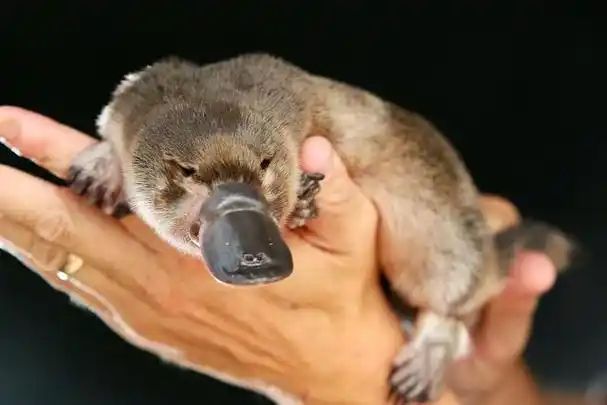 澳大利亚的国宝是什么动物(澳大利亚的国宝就要灭绝了)(9)