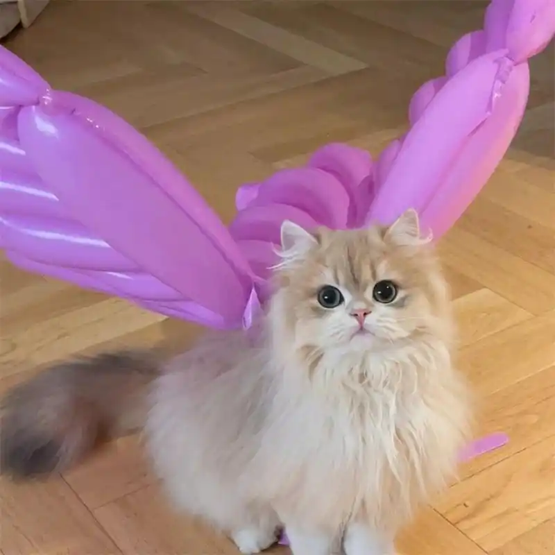 超可爱的猫咪头像～ 喜欢猫咪92的人,内心都是温柔的