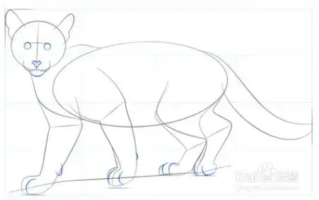 如何画小美洲狮
