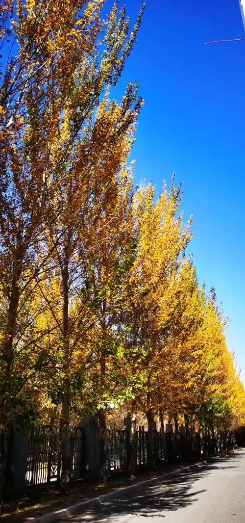 让胡路区随拍钻天杨行道树