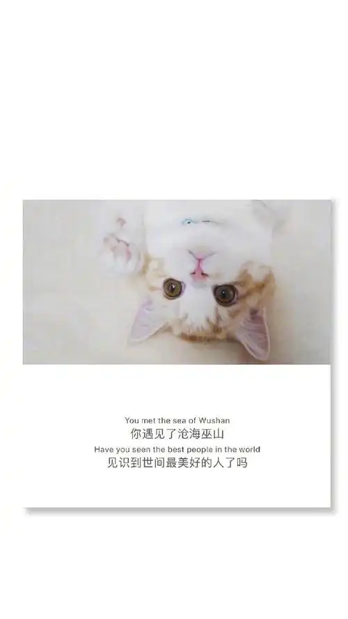 萌宠猫咪带字配图高清原图查看 (9/9)