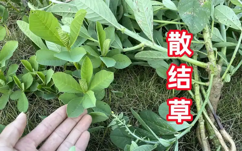 com救命草是什么植物search清肺草图