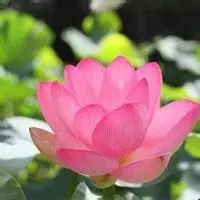 微信头像图片大全花朵唯美图片【点击鼠标右键下载】