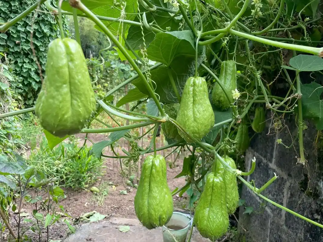 娘家的洋丝瓜风景!哈哈哈92 把这两种煮在一起,那也算生态美 - 抖音