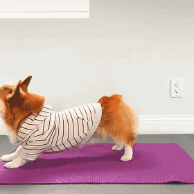 我够快肥肉就追不上我来一发超低底盘反复横跳过障碍这个看屁股的社会