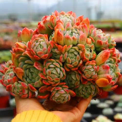 冰梅日系养大群生云南南美多肉植物满包邮一物多肉植物