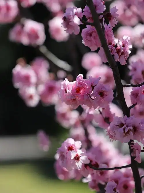 美人梅floweringplum
