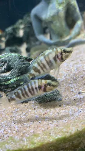 三湖鱼怎么分辨公母,请指教下. - 三湖慈鲷玩家 - 龙巅三湖慈鲷