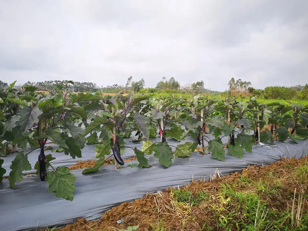 图为高坡村贫困户种植茄子的情景
