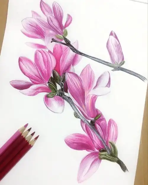 超简单零基础彩铅玉兰花附教程
