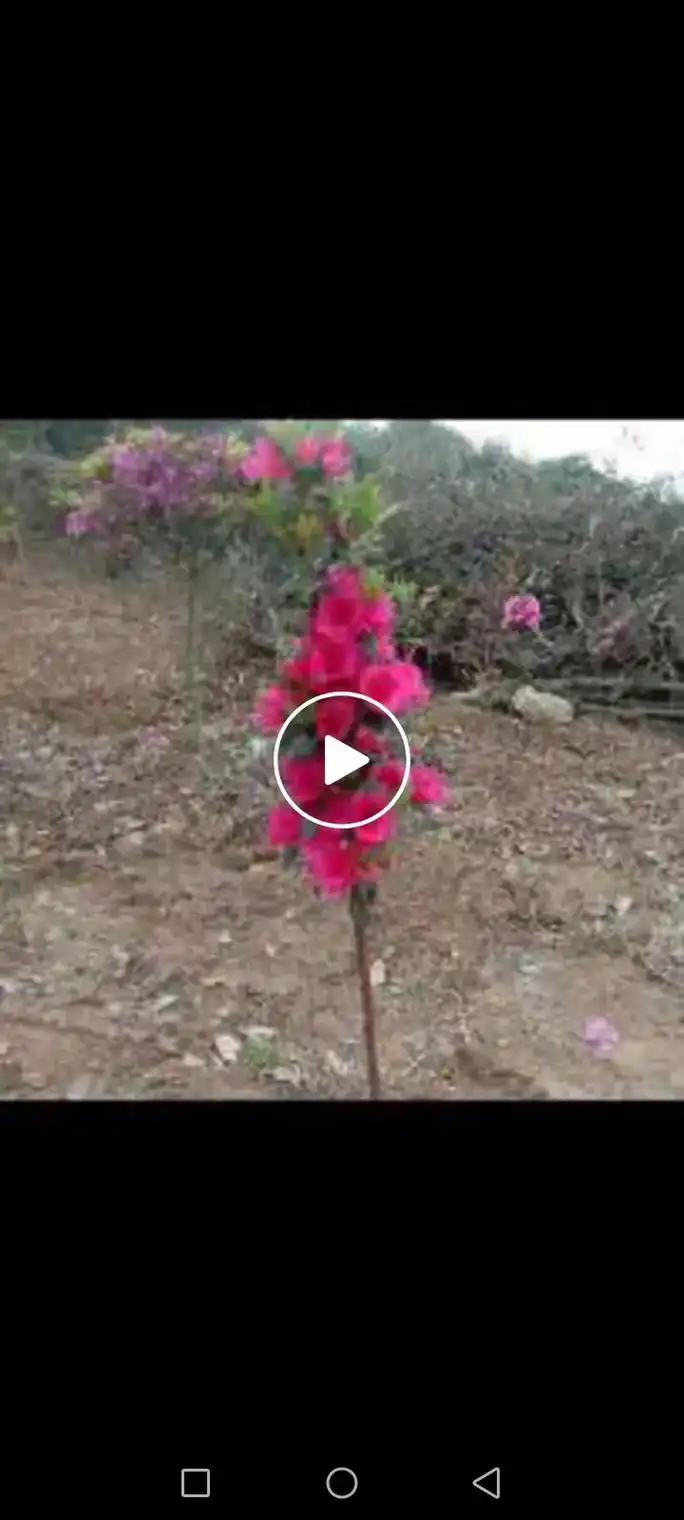 现场实拍 12000颗石榴红杜鹃苗正在起苗中,这样的苗即 - 抖音