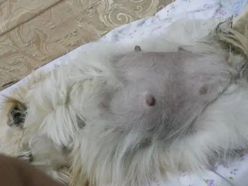 我家博美怀孕51天了,现在肚子这么大了,有经验的人说说,有几个?