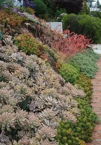 40个多肉庭院,太美了!