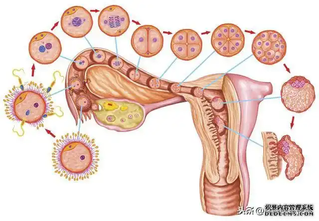 避孕原理是什么?有必要了解一下