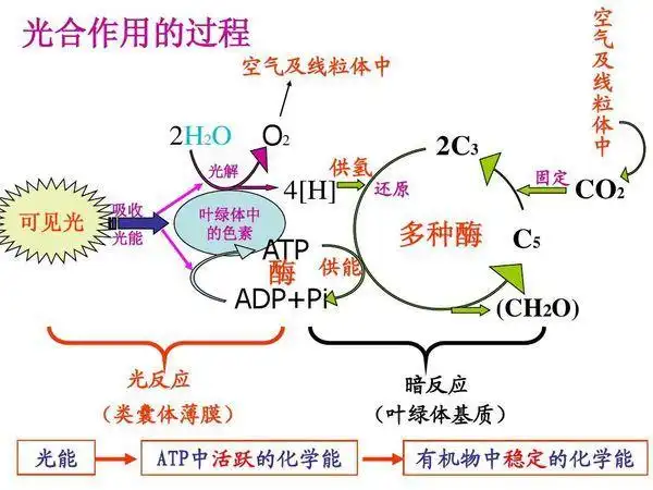 光合作用的过程是一个比较复杂的问题,从表面上看,光合作用的总反应式