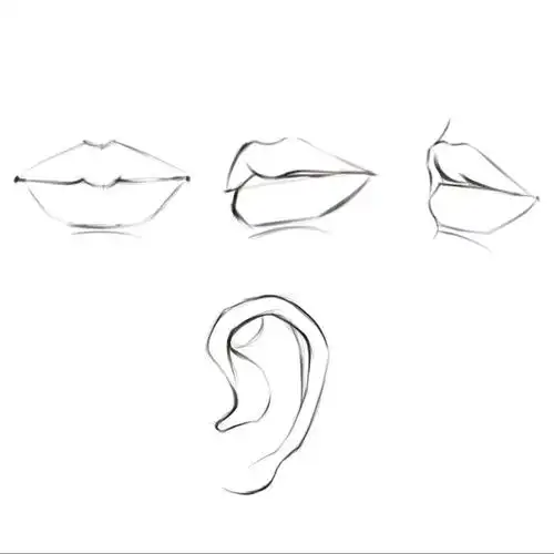 五官练习鼻子和耳朵